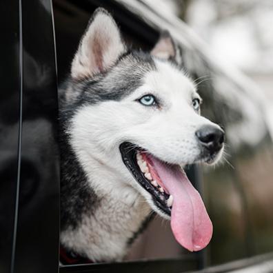 Dog in car